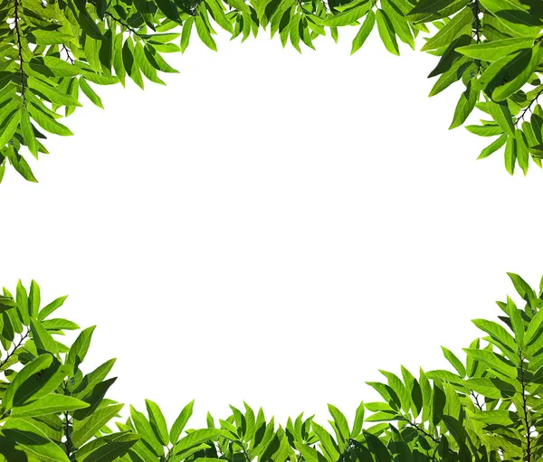 Cadre de feuille vert naturel — Photo