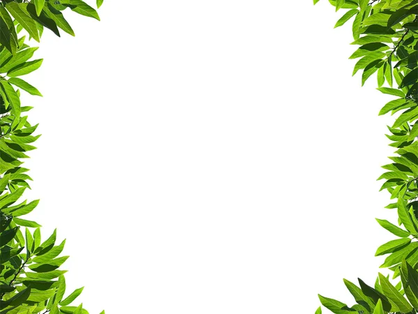 stock image Natural green leaf frame