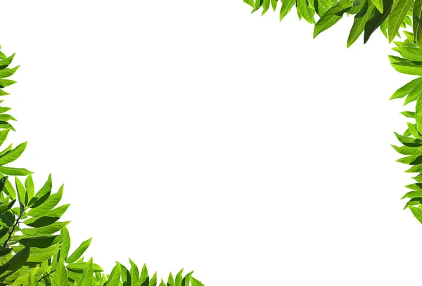 Naturalny liść zielony rama — Zdjęcie stockowe