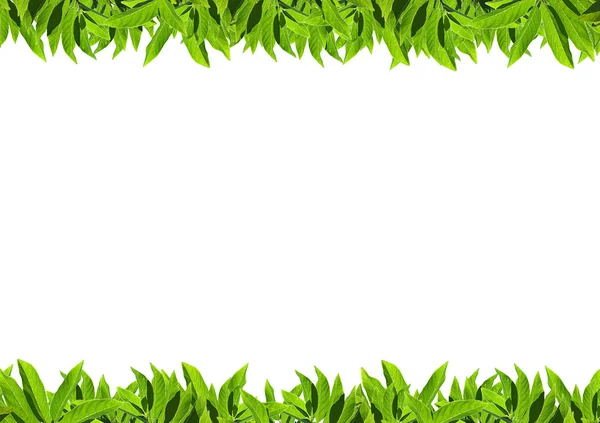 Naturliga grönt blad ram — Stockfoto