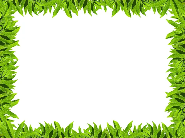 Naturliga grönt blad ram — Stockfoto