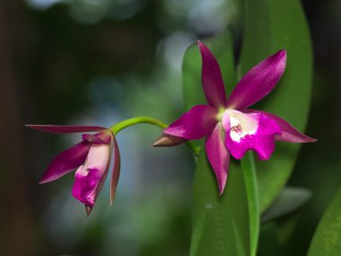 brassanthe maikai x cattlianthe sagarik balmumu