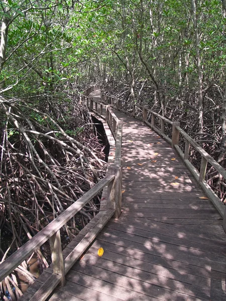 Mangrov yolu — Stok fotoğraf