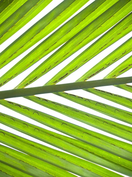 尼帕棕榈树叶 — 图库照片