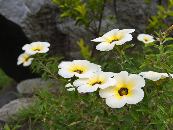Turnera Subulata ดอกไม้ส่ง Turnera — ภาพถ่ายสต็อก