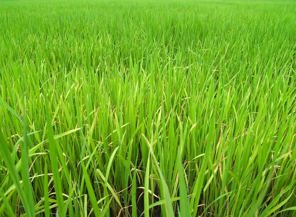 Arroz de arroz — Foto de Stock