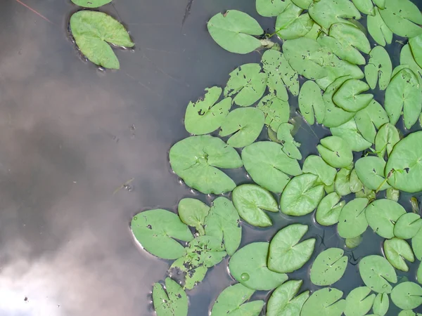 Lotusblad — Stockfoto