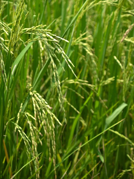 Ryż niełuskany — Zdjęcie stockowe