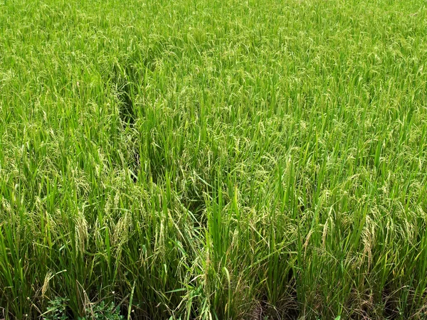 水稻 — 图库照片