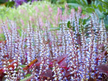 Colorful field of coleus flowers clipart