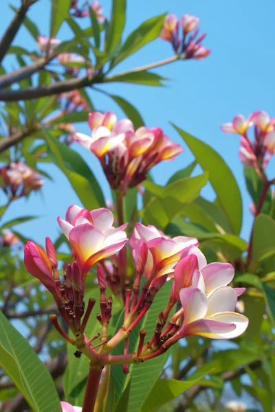 Vackra frangipani blommor — Stockfoto