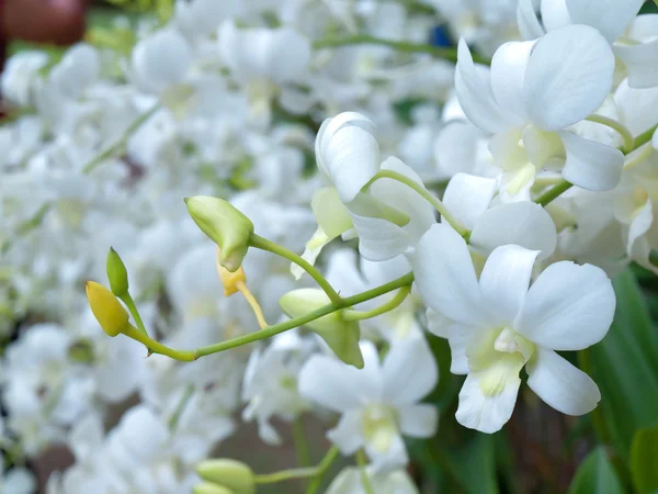 Orkide çiçek alan — Stok fotoğraf