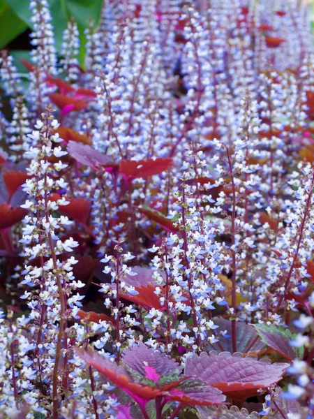 Campo colorido de flores coleus — Fotografia de Stock