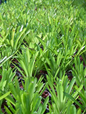 Genç bromeliads