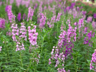 Angelonia goyazensis