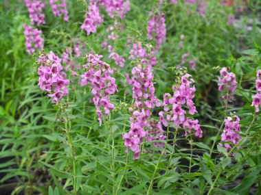 Angelonia goyazensis