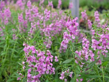 Angelonia goyazensis