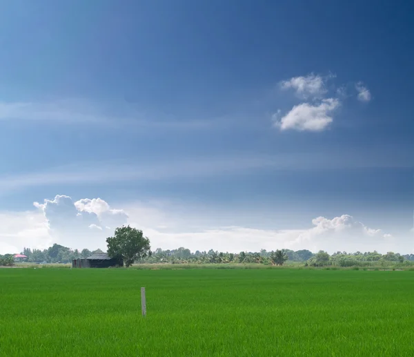 Giovane campo di risaia — Foto Stock