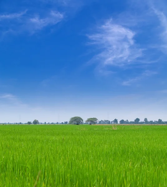 Молодий рисові поля — стокове фото