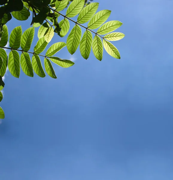 Зеленая листва — стоковое фото