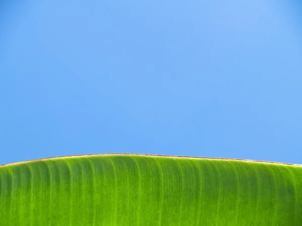 Bananenblätter — Stockfoto
