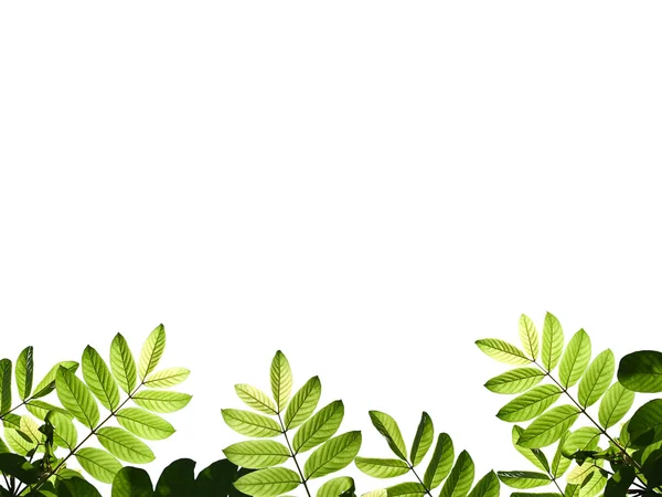 绿色枫叶 — 图库照片