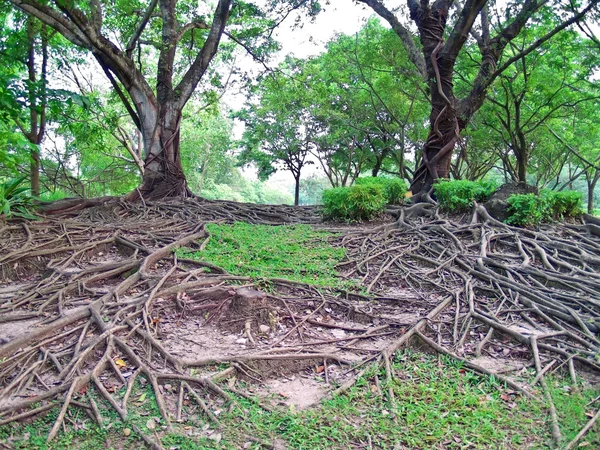 Ramo de raízes — Fotografia de Stock