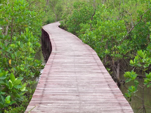 Camino del manglar — Foto de Stock
