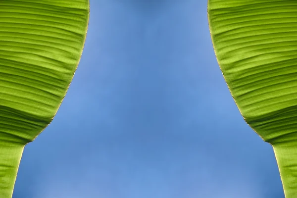 Банановая занавеска — стоковое фото