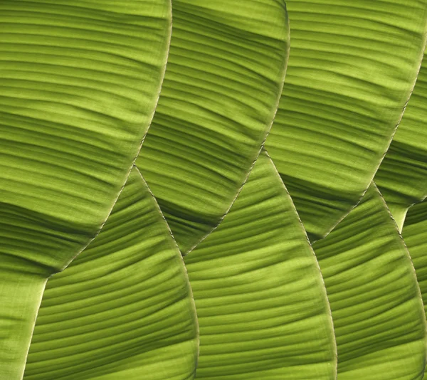Banana foliage — Stock Photo, Image
