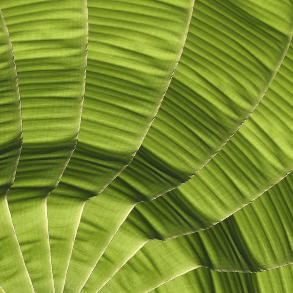 Банановая листва — стоковое фото