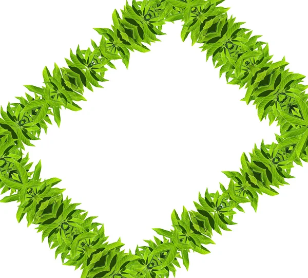 Natürliche grüne Blattrahmen — Stockfoto