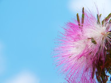 pembe powderpuff rüya gibi çiçek