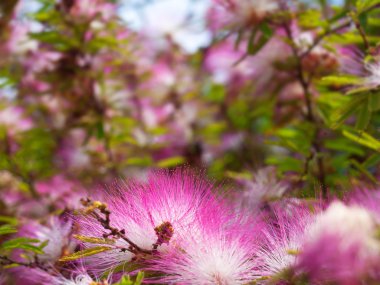 Pink powderpuff flower blooming like dream clipart