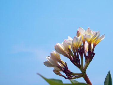 Frangipani flowes