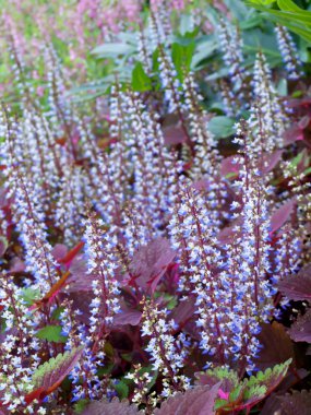 Colorful field of coleus flowers clipart