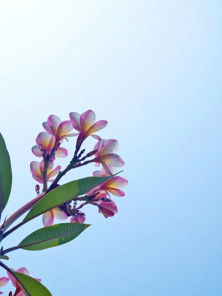 Beautiful frangipani flowes — Stock Photo, Image