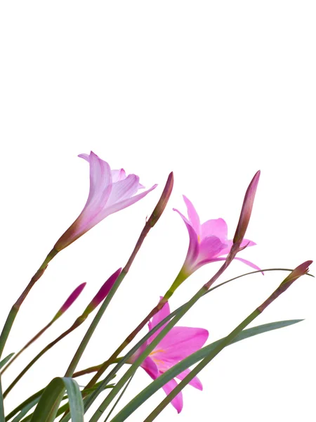 Сказочные цветы лилии — стоковое фото
