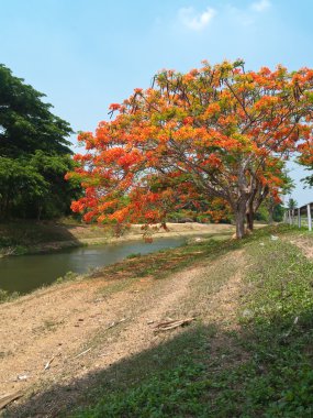 Royal poinciana ağaç