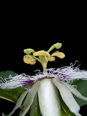 Passiflora mantarı