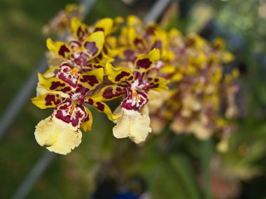 odontoglossum yaban kedisi