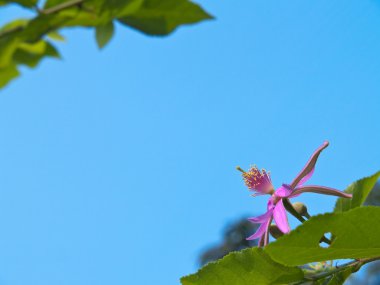 Lavender Star Flower