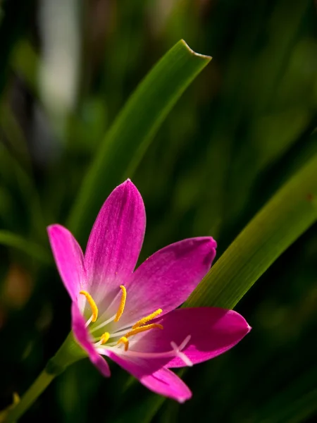 Yağmur lily — Stok fotoğraf