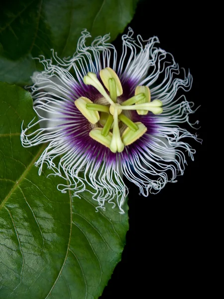 Passiflora edulis — Foto de Stock