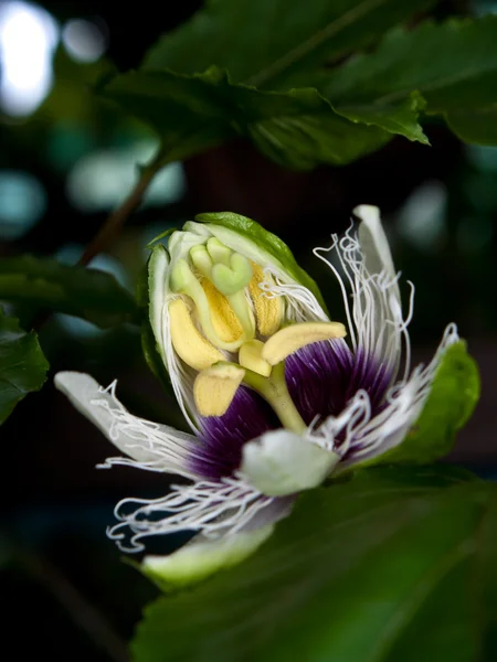 Passiflora edulis —  Fotos de Stock