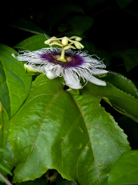 Passiflora edulis — Fotografia de Stock