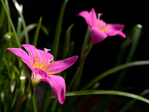 Rain Lily — Stock Photo, Image