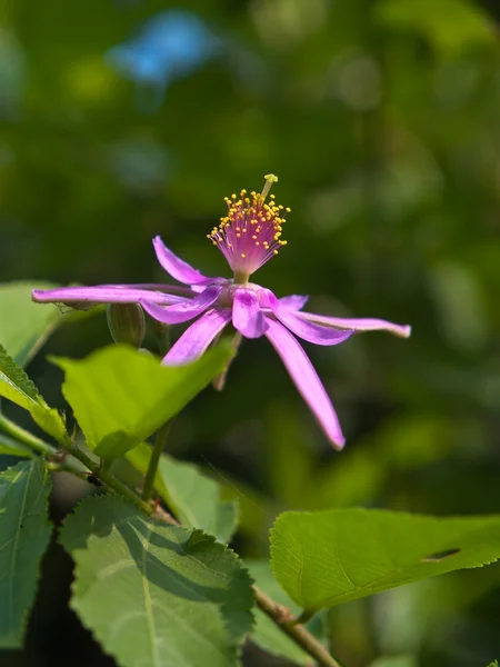 Gwiazda kwiat lawendy — Zdjęcie stockowe