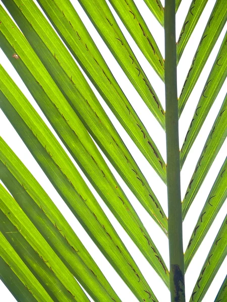 Пальмовая листва — стоковое фото