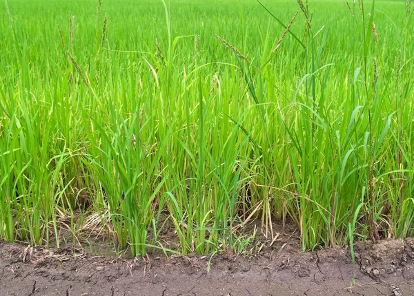 Paddy rice — Stock Photo, Image